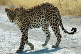 Аравийский леопард / Arabian leopard (nimr)