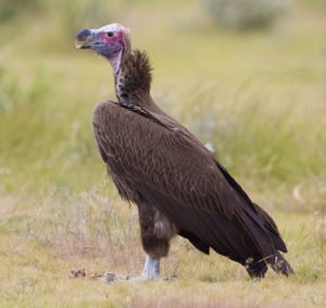 Африканский ушастый гриф / Lappet-faced vulture